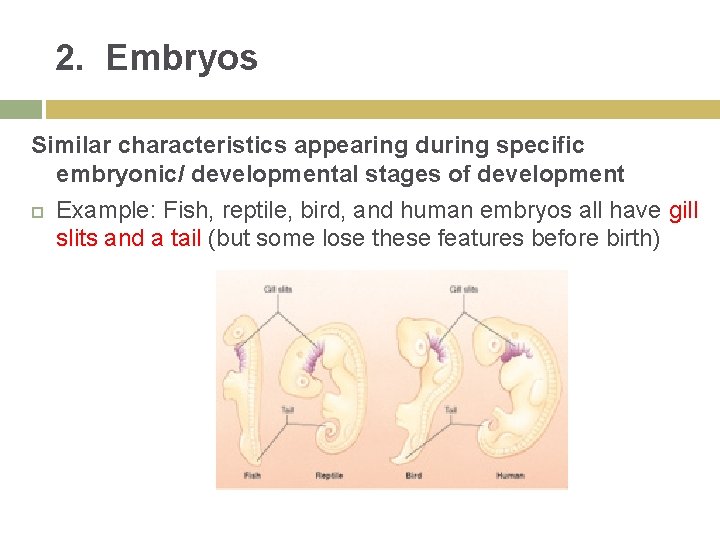 2. Embryos Similar characteristics appearing during specific embryonic/ developmental stages of development Example: Fish,