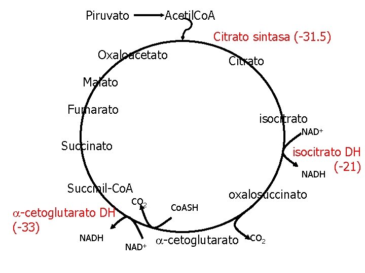 Piruvato Acetil. Co. A Citrato sintasa (-31. 5) Oxaloacetato Citrato Malato Fumarato isocitrato NAD+