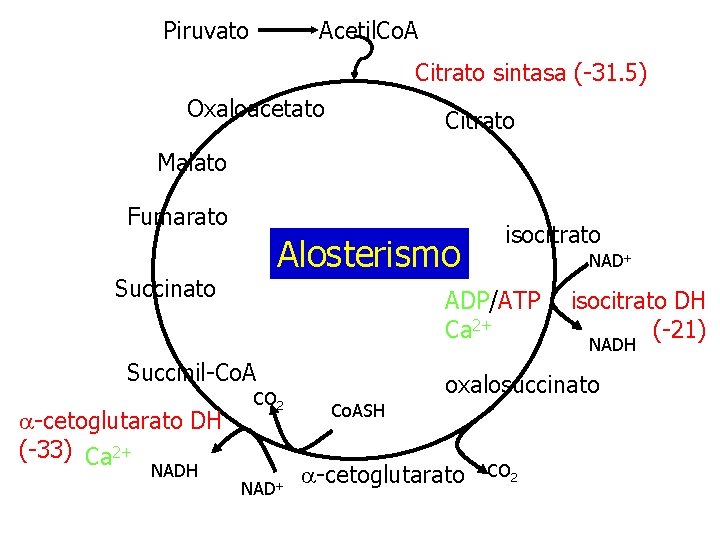 Piruvato Acetil. Co. A Citrato sintasa (-31. 5) Oxaloacetato Citrato Malato Fumarato Alosterismo Succinato