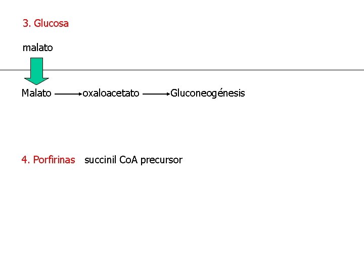3. Glucosa malato Malato oxaloacetato Gluconeogénesis 4. Porfirinas succinil Co. A precursor 