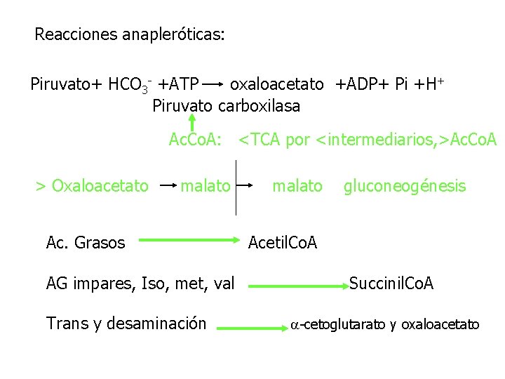 Reacciones anapleróticas: Piruvato+ HCO 3 - +ATP oxaloacetato +ADP+ Pi +H+ Piruvato carboxilasa Ac.