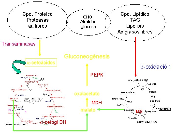 Cpo. Proteíco Proteasas aa libres CHO: Almidón glucosa Cpo. Lipídico TAG Lipólisis Ac. grasos