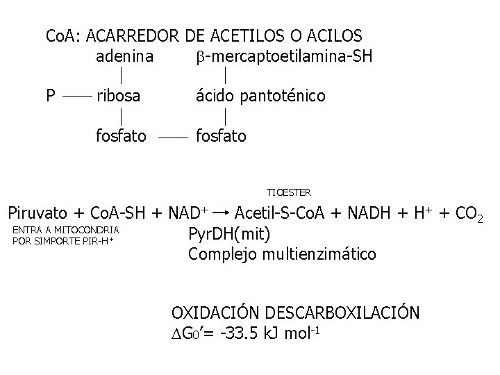 Co. A: ACARREDOR DE ACETILOS O ACILOS adenina -mercaptoetilamina-SH P ribosa ácido pantoténico fosfato