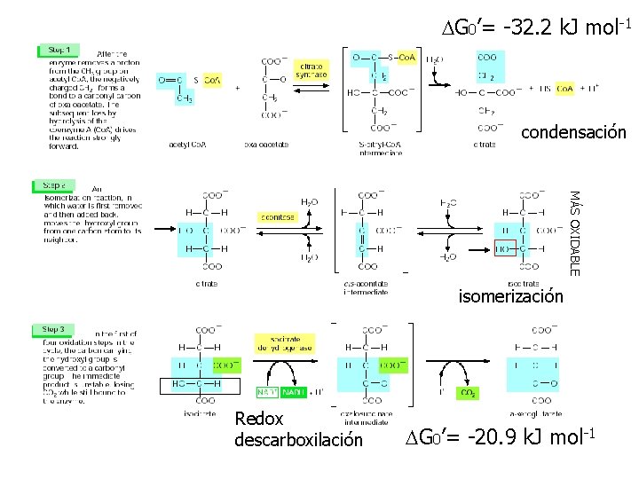 DG 0’= -32. 2 k. J mol-1 condensación MÁS OXIDABLE isomerización Redox descarboxilación DG
