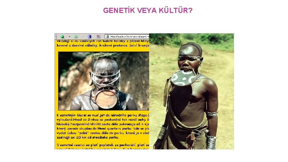 GENETİK VEYA KÜLTÜR? 