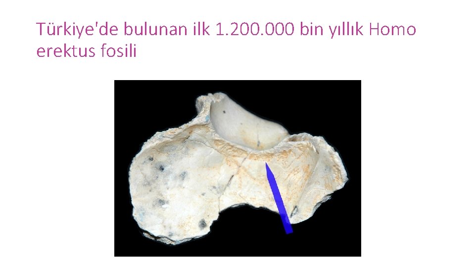 Türkiye'de bulunan ilk 1. 200. 000 bin yıllık Homo erektus fosili 