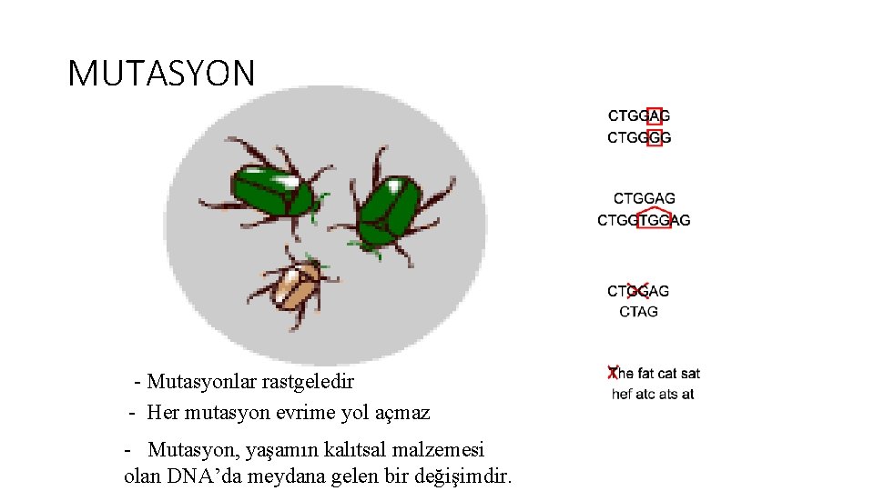 MUTASYON - Mutasyonlar rastgeledir - Her mutasyon evrime yol açmaz - Mutasyon, yaşamın kalıtsal