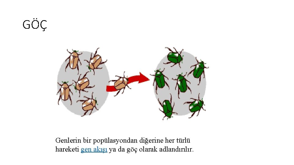 GÖÇ Genlerin bir popülasyondan diğerine her türlü hareketi gen akışı ya da göç olarak