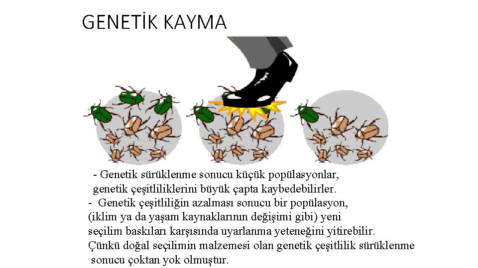 GENETİK KAYMA - Genetik sürüklenme sonucu küçük popülasyonlar, genetik çeşitliliklerini büyük çapta kaybedebilirler. -