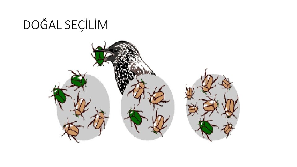 DOĞAL SEÇİLİM 