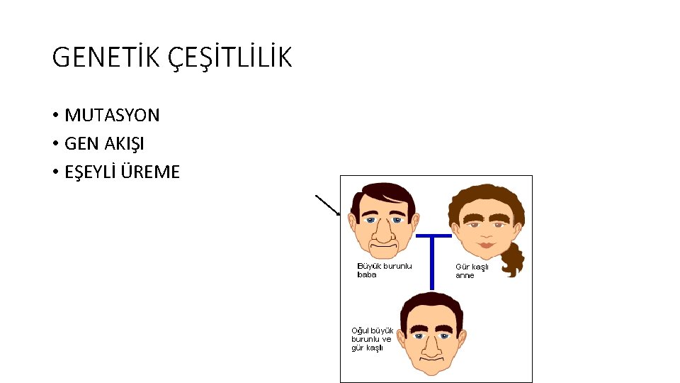 GENETİK ÇEŞİTLİLİK • MUTASYON • GEN AKIŞI • EŞEYLİ ÜREME 