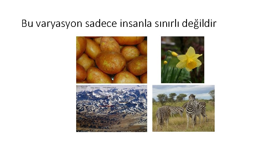 Bu varyasyon sadece insanla sınırlı değildir 