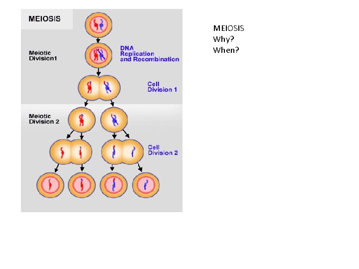 MEIOSIS Why? When? 