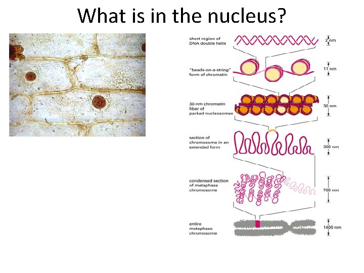 What is in the nucleus? 