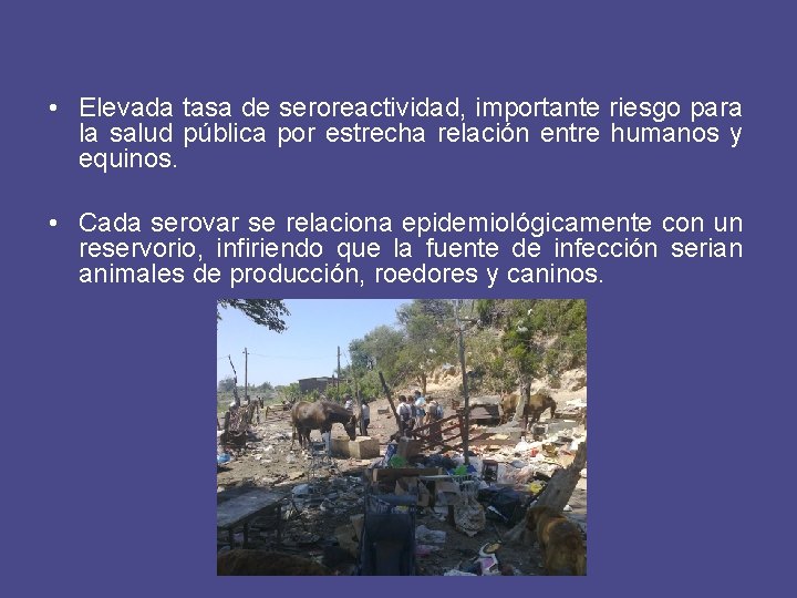  • Elevada tasa de seroreactividad, importante riesgo para la salud pública por estrecha
