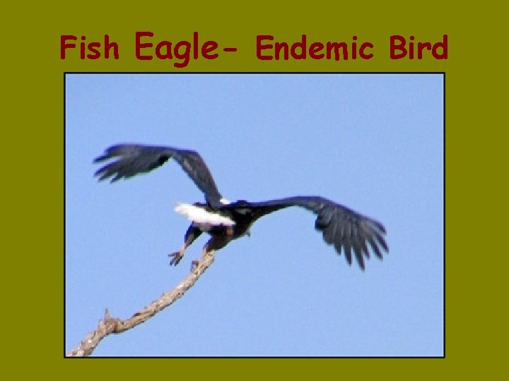 Fish Eagle- Endemic Bird 