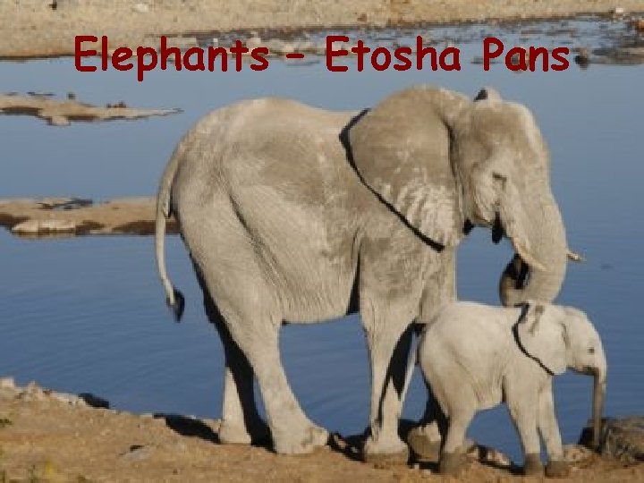 Elephants – Etosha Pans 