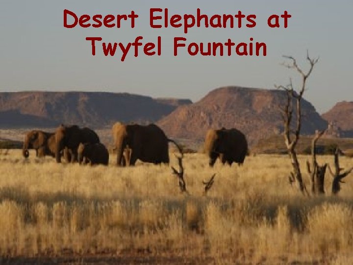 Desert Elephants at Twyfel Fountain 