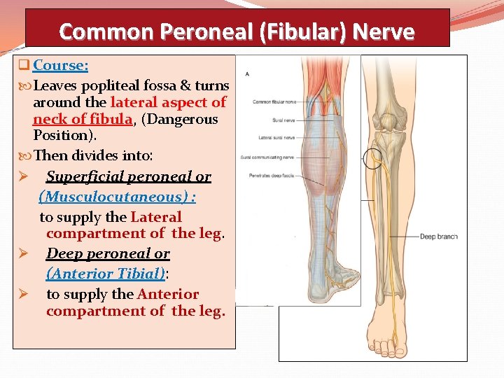 Common Peroneal (Fibular) Nerve q Course: Leaves popliteal fossa & turns around the lateral