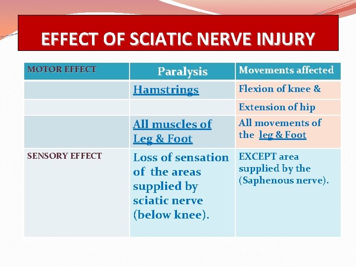 EFFECT OF SCIATIC NERVE INJURY MOTOR EFFECT Paralysis Hamstrings Movements affected Flexion of knee