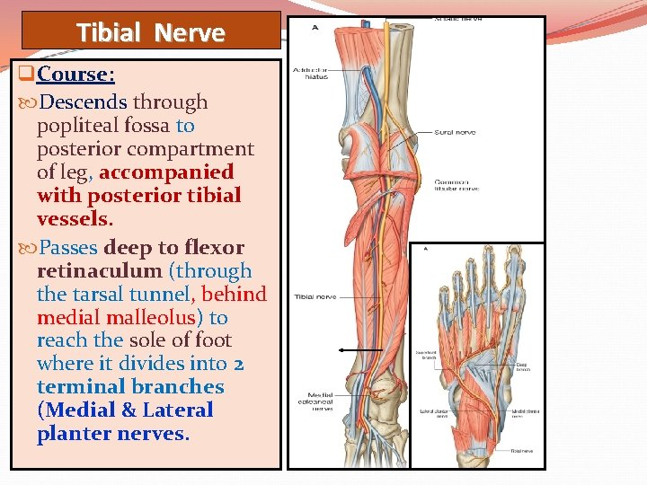 Tibial Nerve q Course: Descends through popliteal fossa to posterior compartment of leg, accompanied