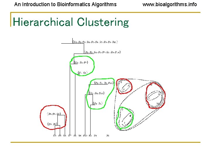 An Introduction to Bioinformatics Algorithms Hierarchical Clustering www. bioalgorithms. info An Introduction to Bioinformatics Algorithms Hierarchical Clustering www. bioalgorithms. info