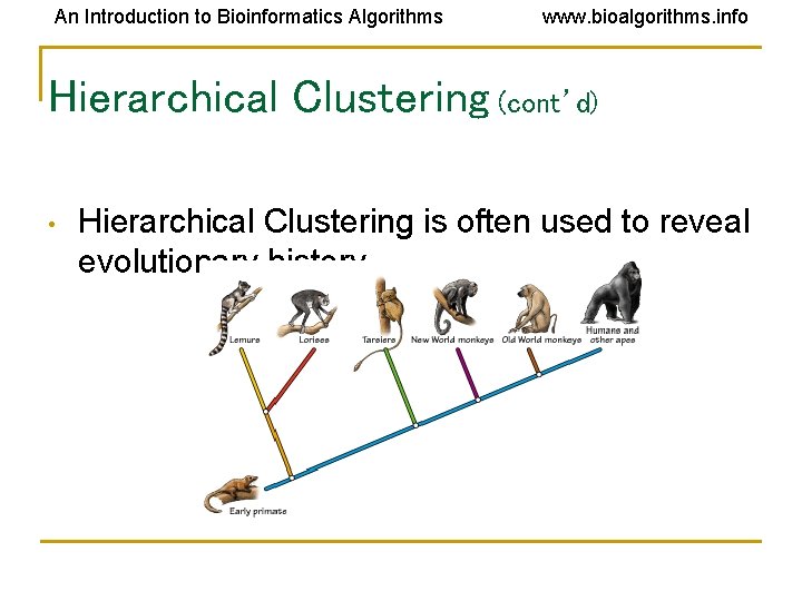 An Introduction to Bioinformatics Algorithms www. bioalgorithms. info Hierarchical Clustering (cont’d) • Hierarchical Clustering An Introduction to Bioinformatics Algorithms www. bioalgorithms. info Hierarchical Clustering (cont’d) • Hierarchical Clustering