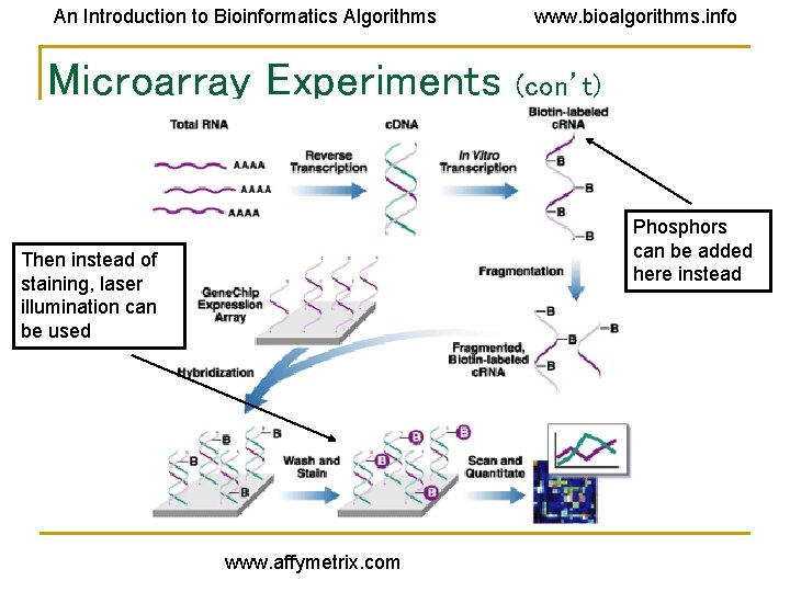 An Introduction to Bioinformatics Algorithms Microarray Experiments www. bioalgorithms. info (con’t) Phosphors can be An Introduction to Bioinformatics Algorithms Microarray Experiments www. bioalgorithms. info (con’t) Phosphors can be
