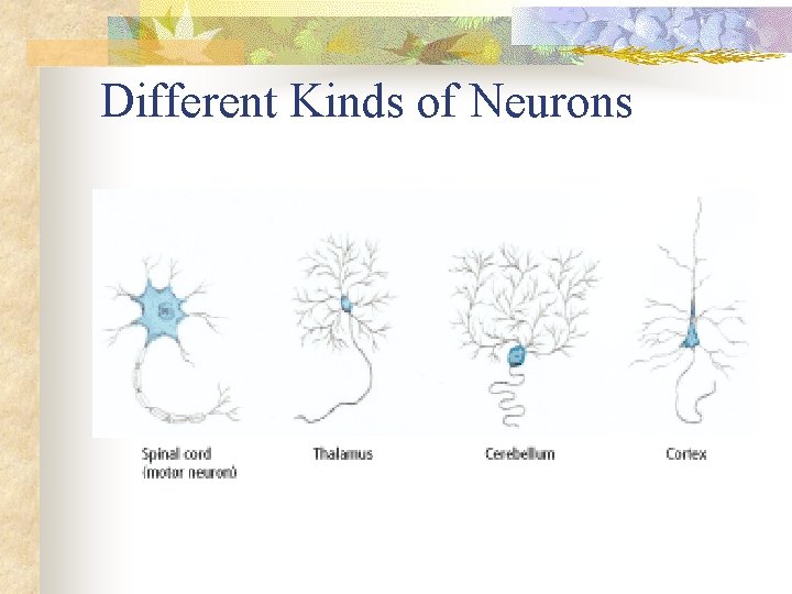 Different Kinds of Neurons 