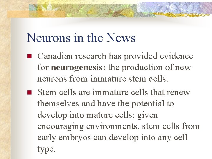 Neurons in the News n n Canadian research has provided evidence for neurogenesis: the