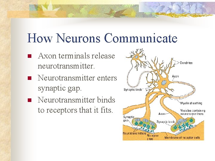 How Neurons Communicate n n n Axon terminals release neurotransmitter. Neurotransmitter enters synaptic gap.