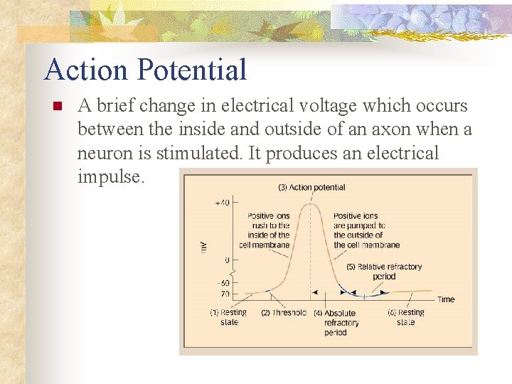 Action Potential n A brief change in electrical voltage which occurs between the inside