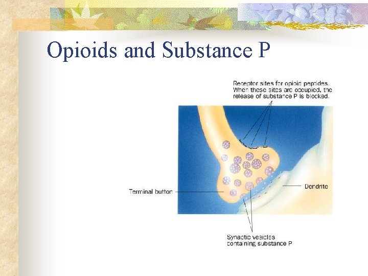 Opioids and Substance P 