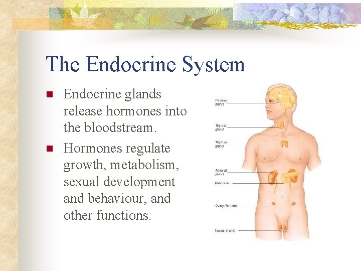 The Endocrine System n n Endocrine glands release hormones into the bloodstream. Hormones regulate