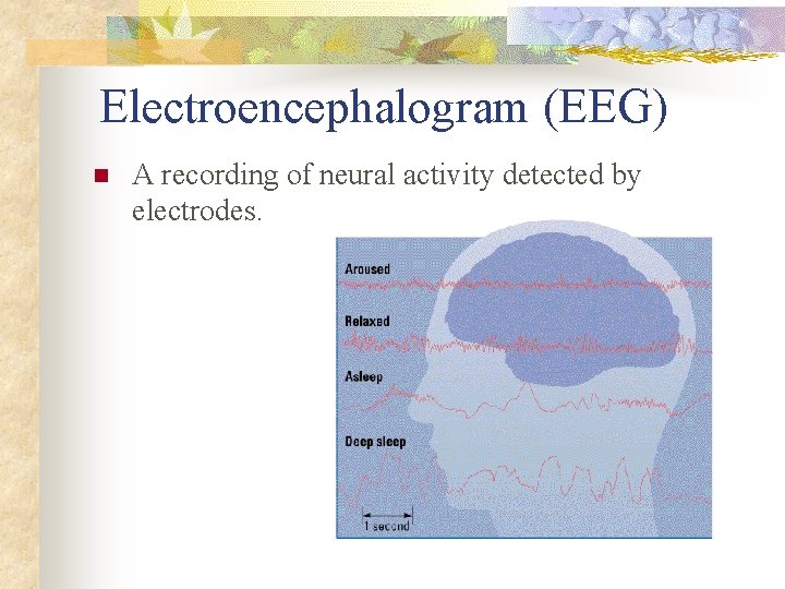 Electroencephalogram (EEG) n A recording of neural activity detected by electrodes. 