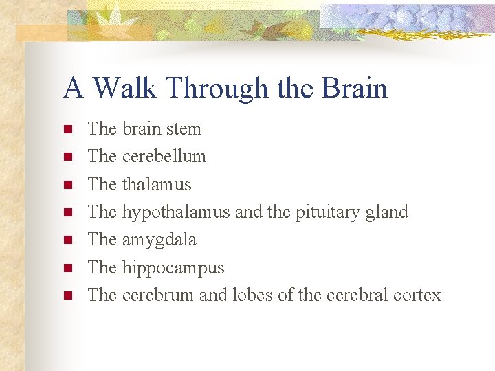 A Walk Through the Brain n n n The brain stem The cerebellum The