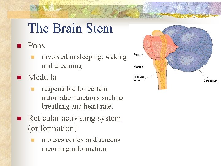 The Brain Stem n Pons n n Medulla n n involved in sleeping, waking