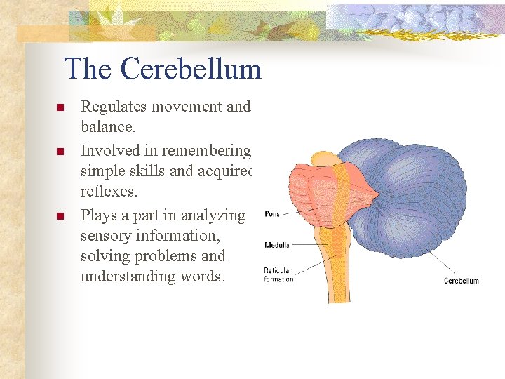 The Cerebellum n n n Regulates movement and balance. Involved in remembering simple skills