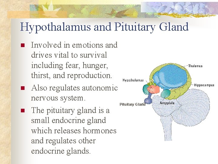 Hypothalamus and Pituitary Gland n n n Involved in emotions and drives vital to