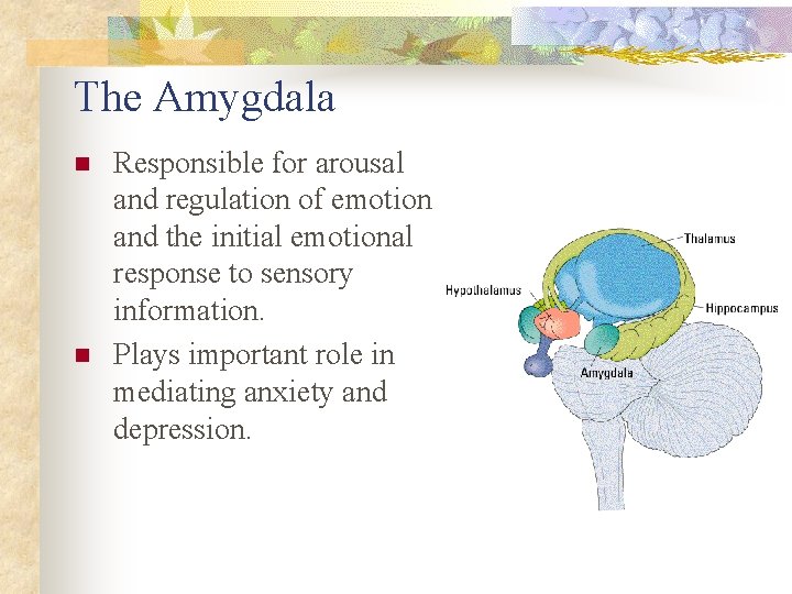 The Amygdala n n Responsible for arousal and regulation of emotion and the initial