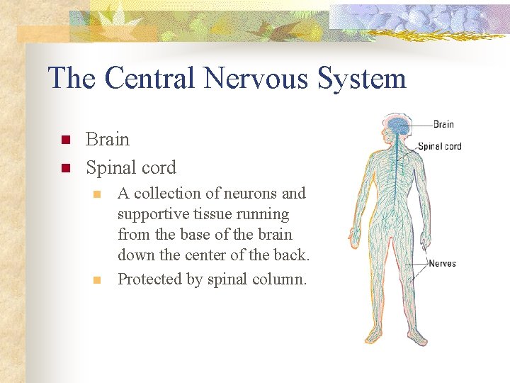 The Central Nervous System n n Brain Spinal cord n n A collection of