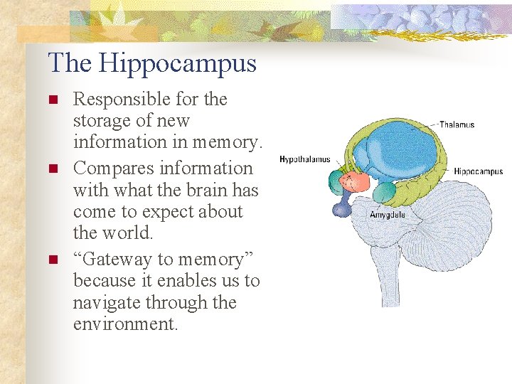 The Hippocampus n n n Responsible for the storage of new information in memory.