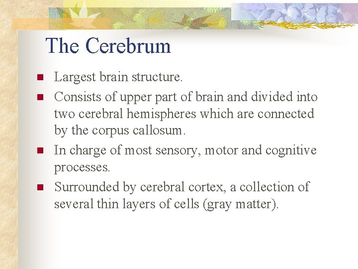 The Cerebrum n n Largest brain structure. Consists of upper part of brain and