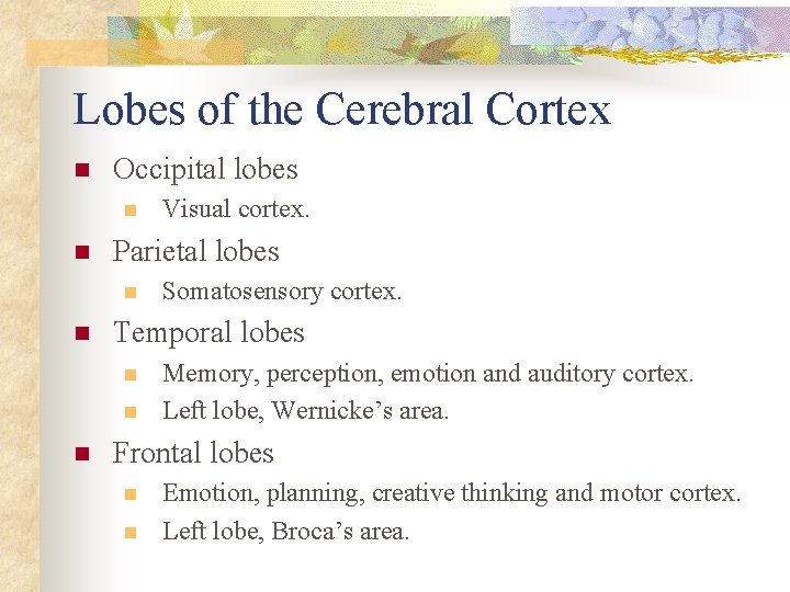 Lobes of the Cerebral Cortex n Occipital lobes n n Parietal lobes n n