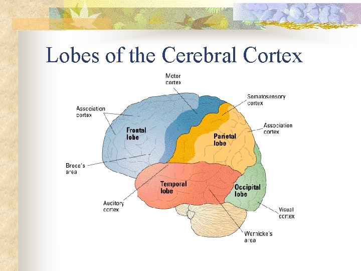 Lobes of the Cerebral Cortex 