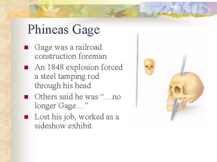 Phineas Gage n n Gage was a railroad construction foreman An 1848 explosion forced