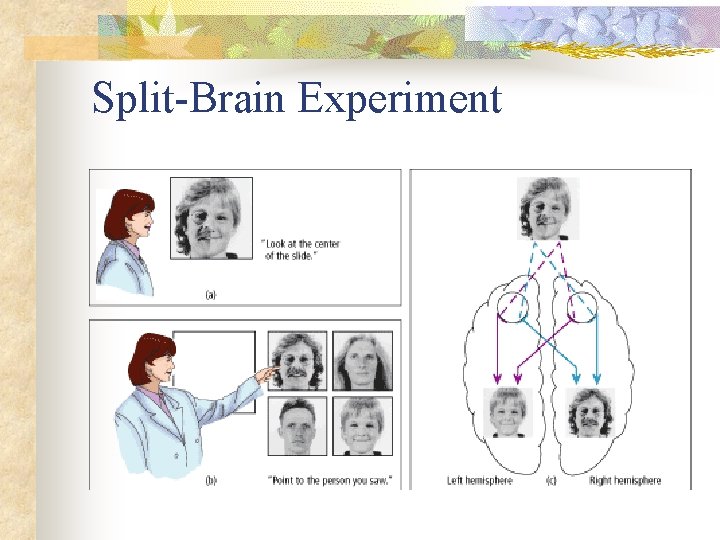 Split-Brain Experiment 