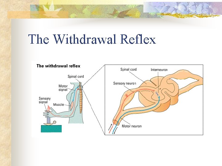 The Withdrawal Reflex 