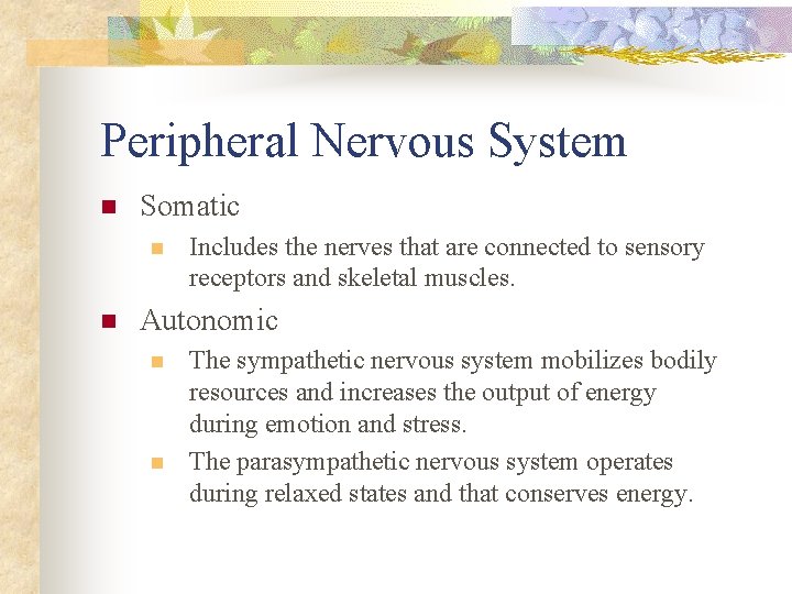 Peripheral Nervous System n Somatic n n Includes the nerves that are connected to