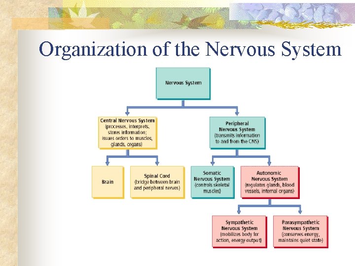 Organization of the Nervous System 